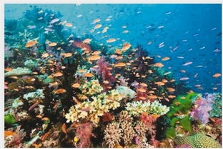 珍贵的珊瑚礁自然保护区，守护海洋生态的绿色长城