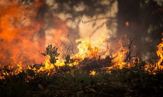 林火灾：燃烧的自然与人类活动的教训