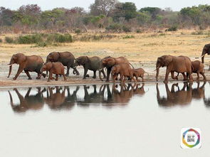 非洲野生动物保护基地：生命自由生长的乐园